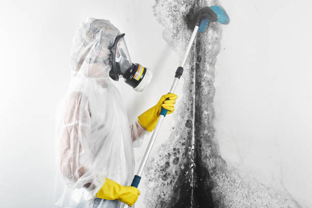 Trusted Cadott, WI Mold Removal Experts