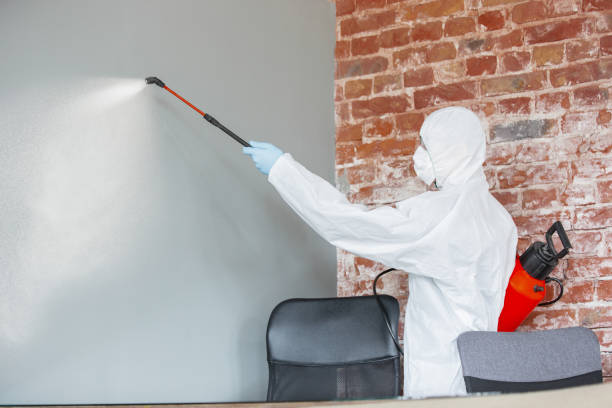Best Basement Mold Removal  in Cadott, WI