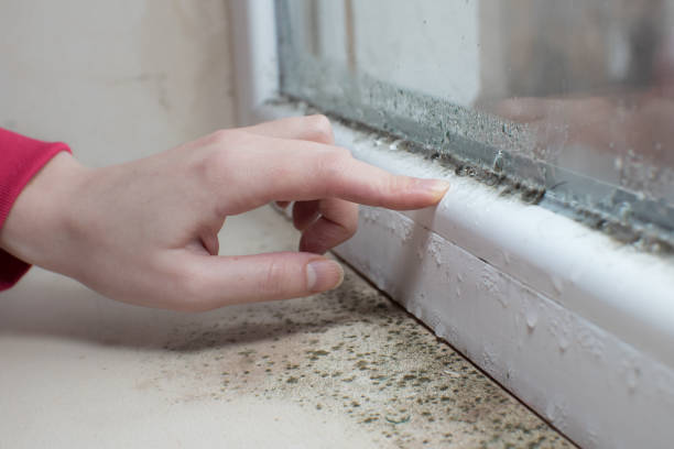  Cadott, WI Mold Removal Pros