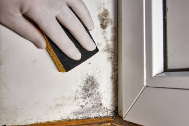 Best Attic Mold Removal  in Cadott, WI